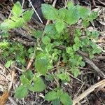 Parietaria debilis Yaprak