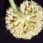 Eriogonum latens फूल