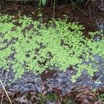 Callitriche palustris Costuma