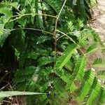 Pentaclethra eetveldeana Frunză