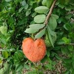 Annona spinescens Fruit