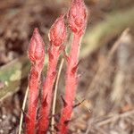 Orobanche litorea Habitus