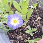 Convolvulus tricolorΛουλούδι