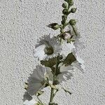 Alcea rosea Flower