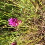 Castilleja exserta Flors