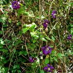 Clematis viticella Habit