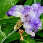 Iris pallida Kwiat