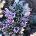 Echium boissieri Flower