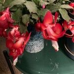 Schlumbergera truncata Virág