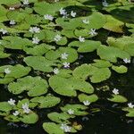 Nymphoides cristata Plante entière