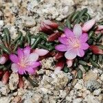 Lewisia disepala 整株植物