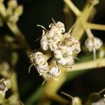 Ardisia densiflora ফুল