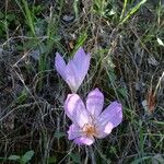 Colchicum bivonae फूल