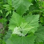 Atriplex sagittata Blad