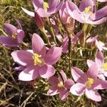 Centaurium erythraea Blüte