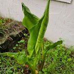 Calla palustris Blad