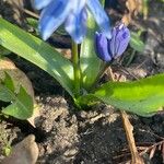 Scilla siberica Blad