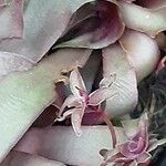 Crassula orbicularis Blüte