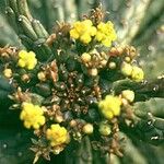 Euphorbia caput-medusae Blodyn