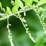 Duranta erecta Mosusu