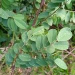 Indigofera suffruticosa ഇല