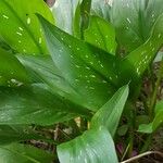 Zantedeschia albomaculata Folha