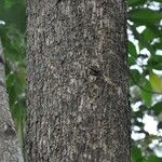 Cordia africana Bark