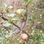 Quercus coccifera Fruto