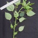 Laportea aestuans Other