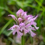 Neotinea tridentata Flower