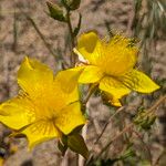 Mentzelia crocea Flors