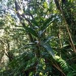 Hugonia serrata Habitus