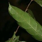 Siparuna poeppigii Leaf