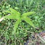 Filipendula rubra Φύλλο
