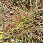 Schizachyrium scoparium Blatt