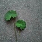 Geranium argenteum Blad