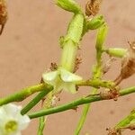 Nicotiana petunioides Flor