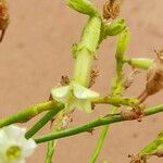 Nicotiana petunioides