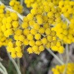 Helichrysum italicumFlors