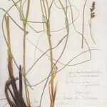 Carex appropinquata Hábito