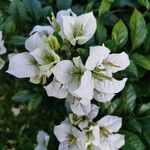 Bougainvillea × buttiana Fleur