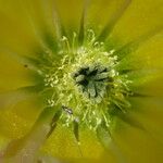 Echinocereus dasyacanthus Квітка