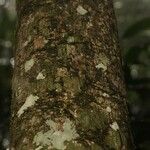 Pouteria ambelaniifolia кора