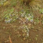 Eryngium carlinae Агульны выгляд