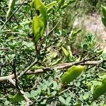 Cytisus spinosus Leht