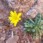 Hypochaeris robertia Flor