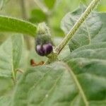 Capsicum pubescens Kvet