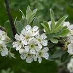 Pyrus elaeagrifolia 花