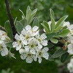 Pyrus elaeagrifolia Blodyn