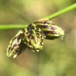 Isolepis setacea 花
